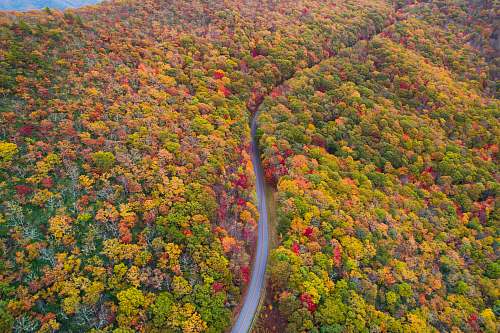 blue ridge parkway aerial photo of green, red, and yellow leafed trees at daytime asheville